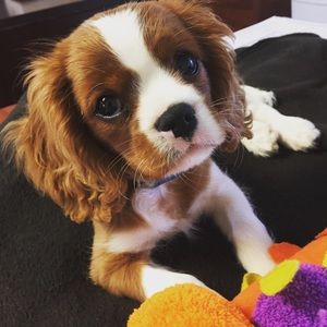 Meet your Posher, Adam